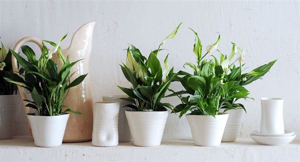 piante d'appartamento che purificano l'aria